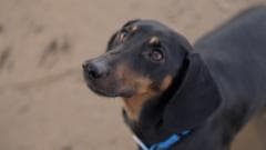 Los Perros: Nuestros Compañeros Desde Hace 15,000 Años